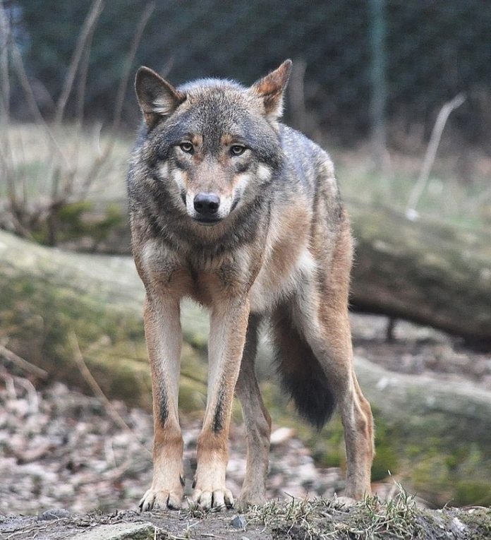 Lobo gris europeo | Zoo de Praga
