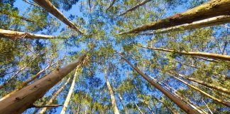 Bosque de eucalipto | Ekaternivor