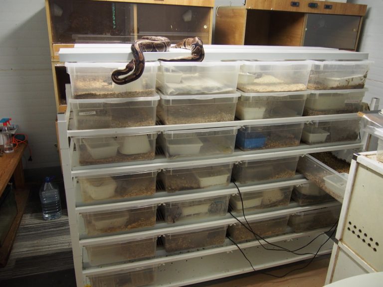 Sorpresa en Outeiro de Rei; un veciño criaba 23 serpes pitón