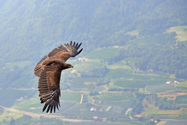 Denuncian a ameaza de “extinción” das águias reais de Lugo polos proxectos e´ólicos