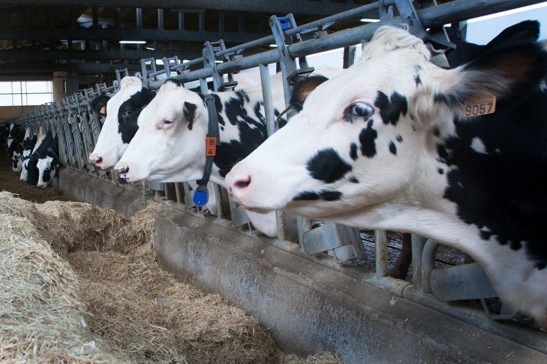 Gandeiros denuncian unha “estratexia premeditada” das industrias lácteas para baixar aínda máis o prezo por litro