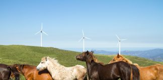 Gandería extensiva na Serra do Xistral, zona de especial protección a estudo no programa europeo Life In Common Land