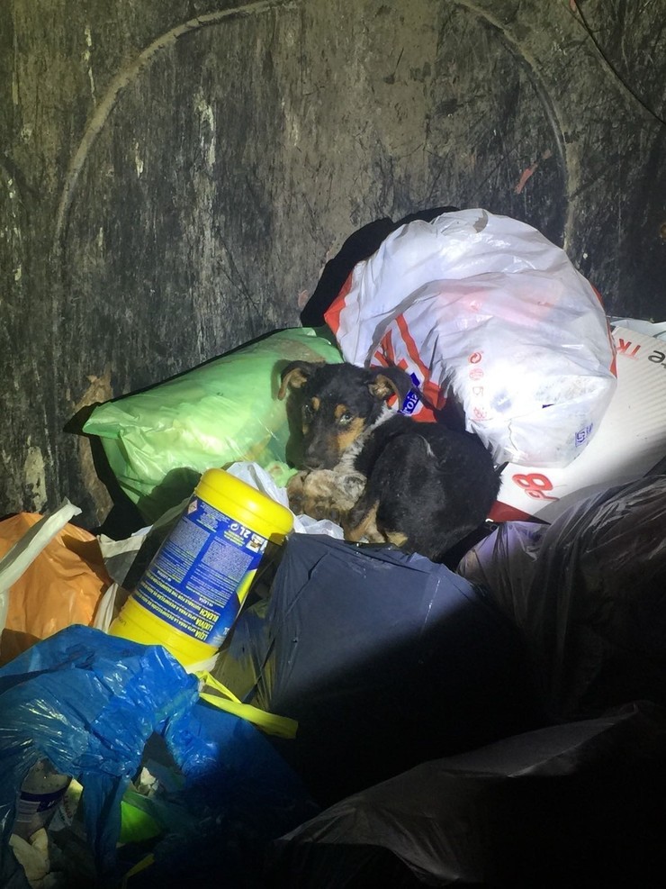 Can abandonado en Lugo no lixo | Europa Press