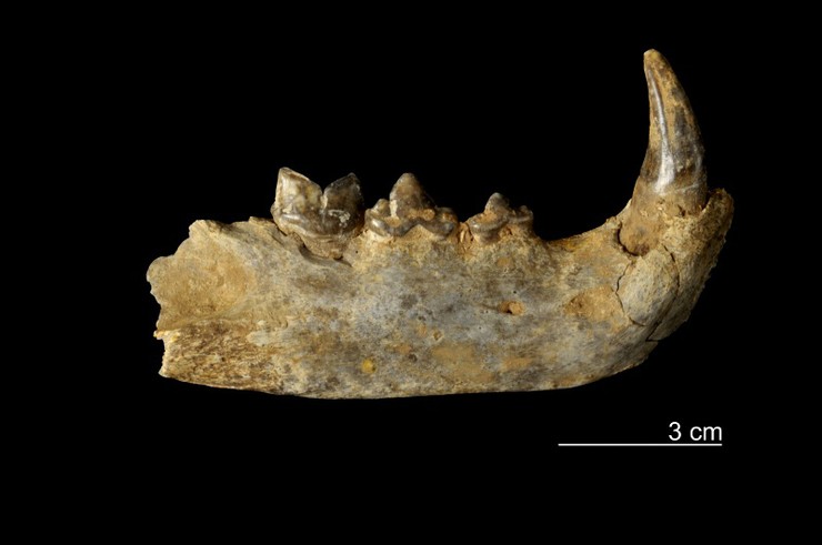 Restos de rinoceronte achados en Becerreá. As 40 especies identificadas permiten coñecer a fauna de Lugo hai 110.000 anos | Fonte: Gerard Campeny