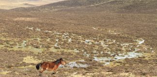 Gandería extensiva do cabalo e o poldro na Serra do Xistral, zona de especial conservación a estudo no programa europeo Life In Common Land | 3edata