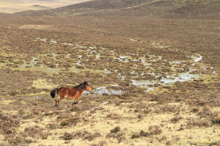 Gandería extensiva do cabalo e o poldro na Serra do Xistral, zona de especial conservación a estudo no programa europeo Life In Common Land | 3edata