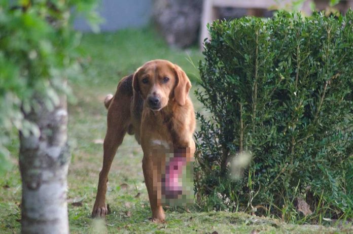 O can abandonado en Guitiriz está mutilado | Libera! - FFW