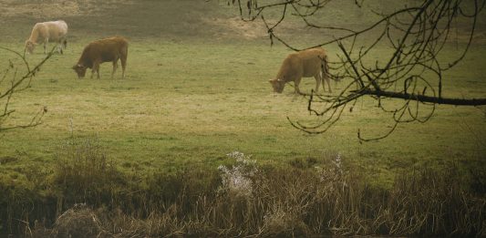 3.º Premio do IV Concurso de Fotografía das Reservas da Biosfera Terras do Miño e Os Ancares, 'A espera', de Antonio José Fernández Hevia