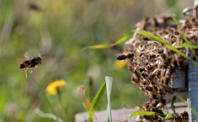 En primeiro plano, vespa velutina | Karine Monceau