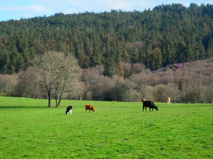 A gandería (aquí, preto de Friol) é un dos principais focos de conflito entre animais na provincia de Lugo | Xurde Morán