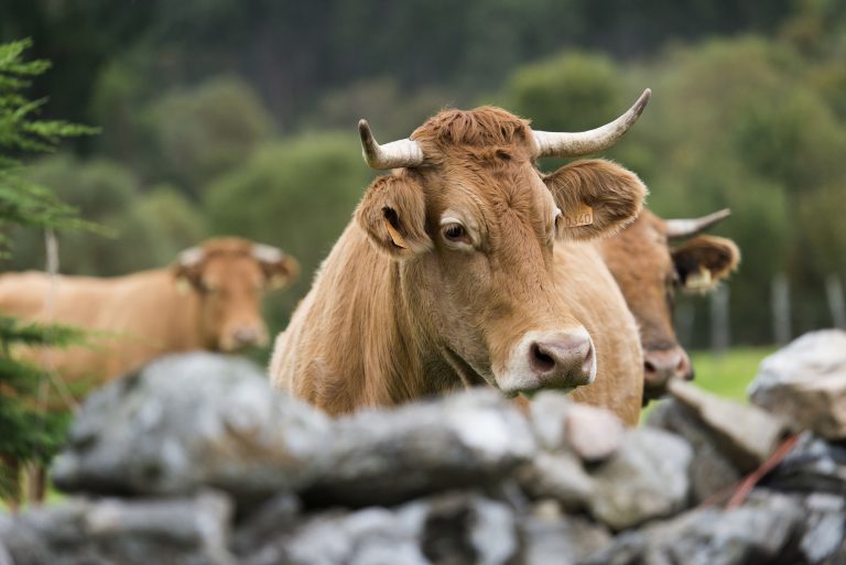 A tecnoloxía lucense para a saúde das vacas que seduciu a Silicon Valley