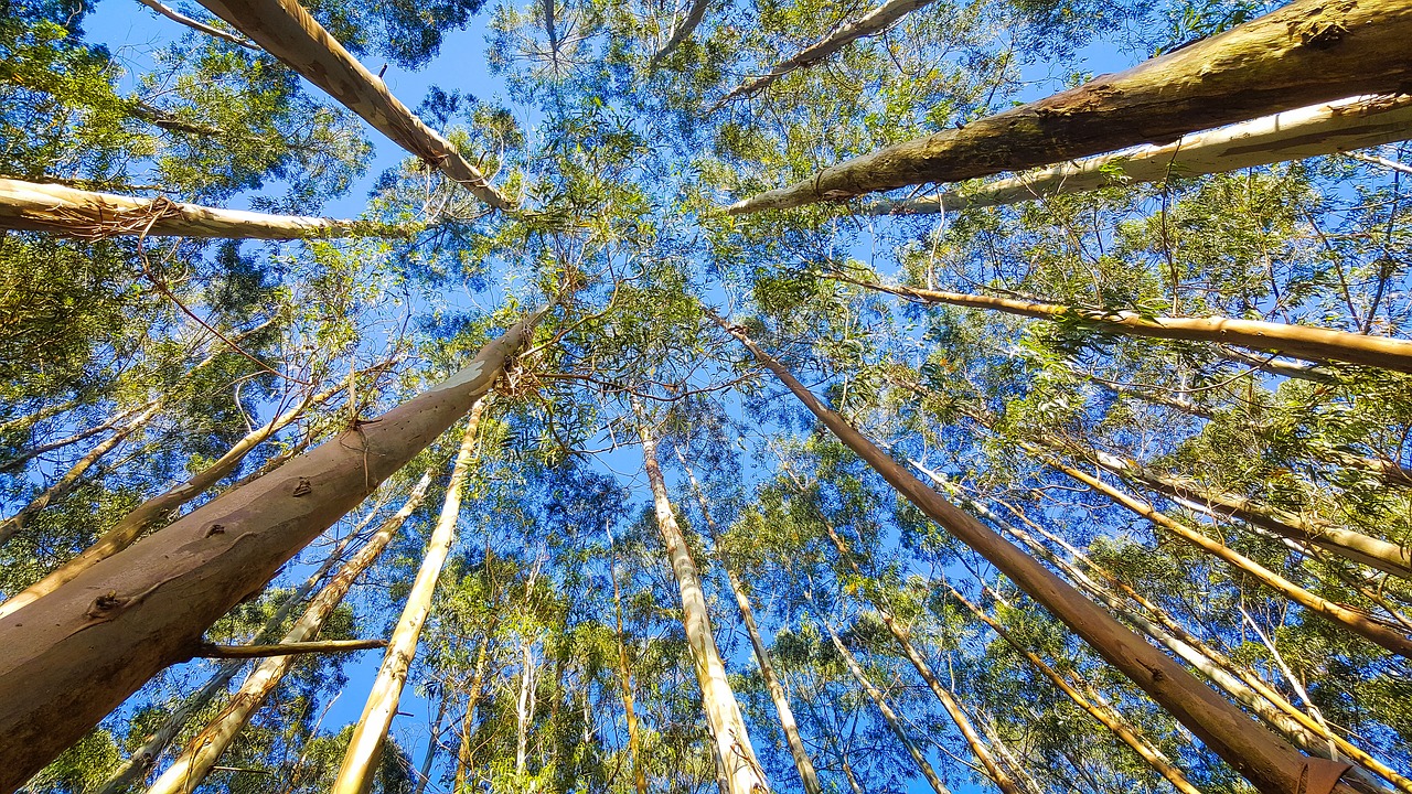 Bosque de eucalipto | Ekaternivor