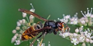 Vespa velutina | Charles J. Sharp