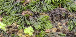 A codium fragile é unha das algas invasoras máis comúns en Galicia