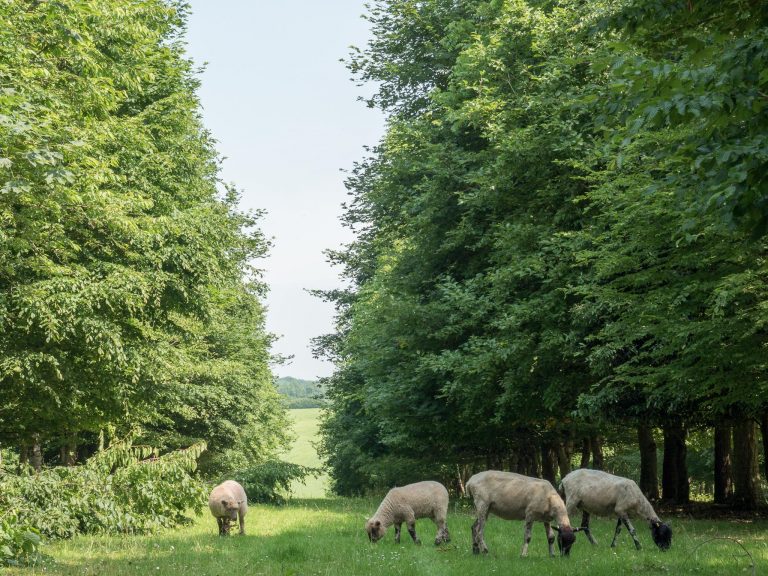 A Unión Europea aposta decididamente pola implantación de sistemas agroforestais | Imaxes cortesía de AFINET e EURAF