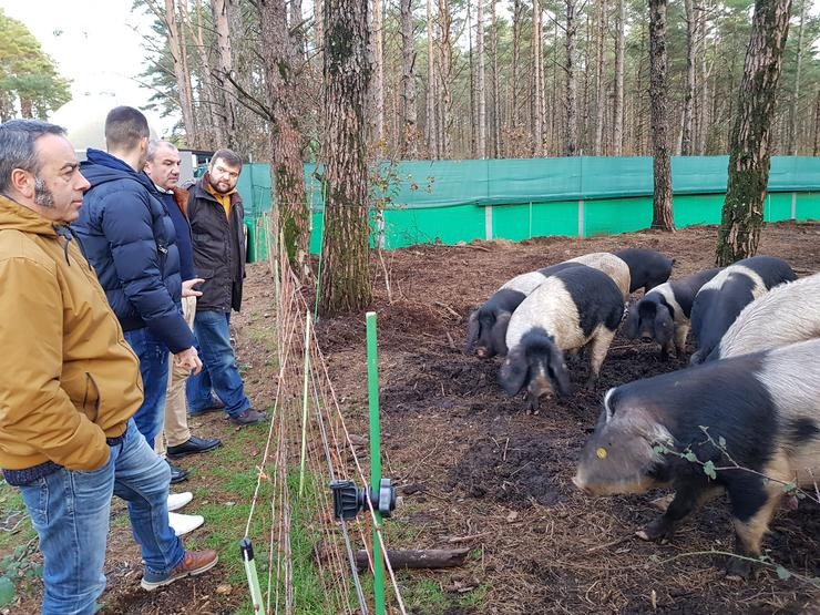 O presidente da Deputación de Lugo visita unha granxa de porco celta en Friol | Deputación de Lugo