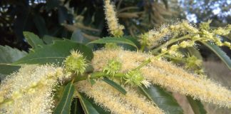 Flores de castiñeiro | Viascos - Galipedia