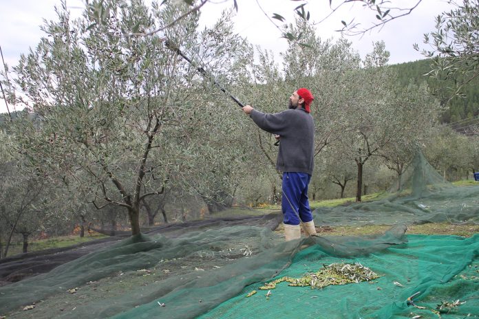 Traballos de recolección das olivas no lugar do Soldón en Quiroga / XdL