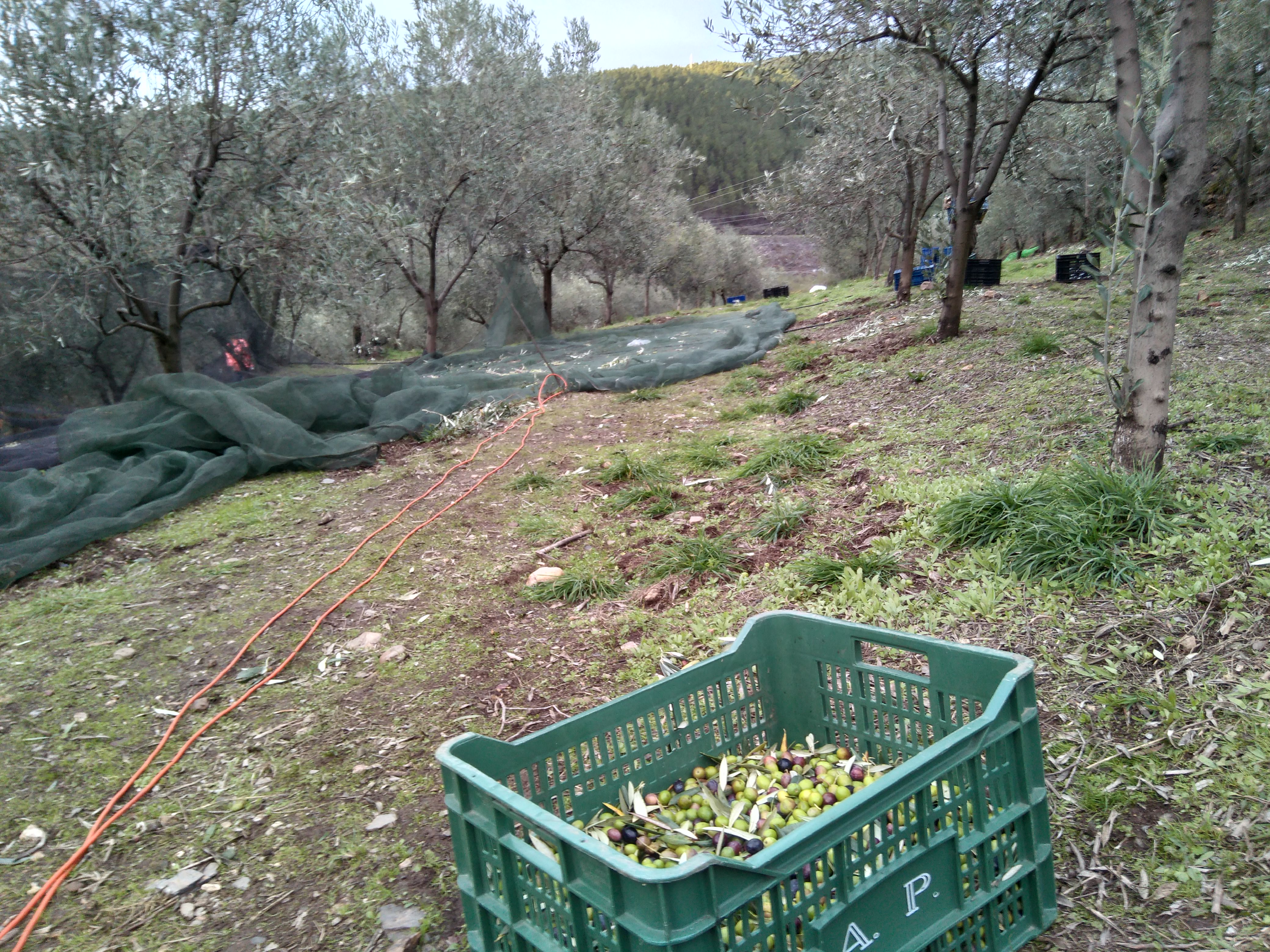 Traballos de recolección das olivas no lugar do Soldón en Quiroga | Xornal de Lemos