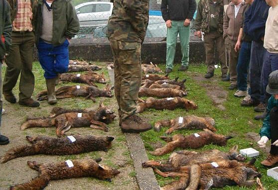 C’s defende a caza como un “instrumento fundamental” para conservar a fauna