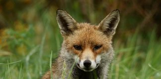 Os colectivos ecoloxistas denuncian que a Xunta de Galicia adica recursos públicos á caza do raposo, ignorando os acordos asinados a nivel europeo | Peter G. Trimming - https://www.flickr.com/photos/peter-trimming/8729879324/in/photostream/