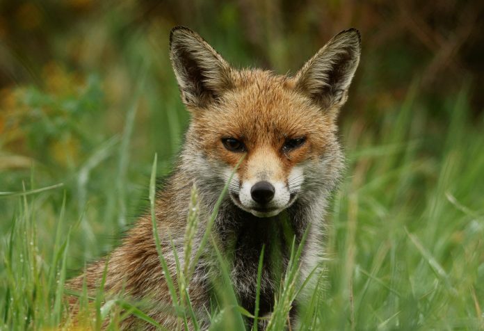 Os colectivos ecoloxistas denuncian que a Xunta de Galicia adica recursos públicos á caza do raposo, ignorando os acordos asinados a nivel europeo | Peter G. Trimming - https://www.flickr.com/photos/peter-trimming/8729879324/in/photostream/