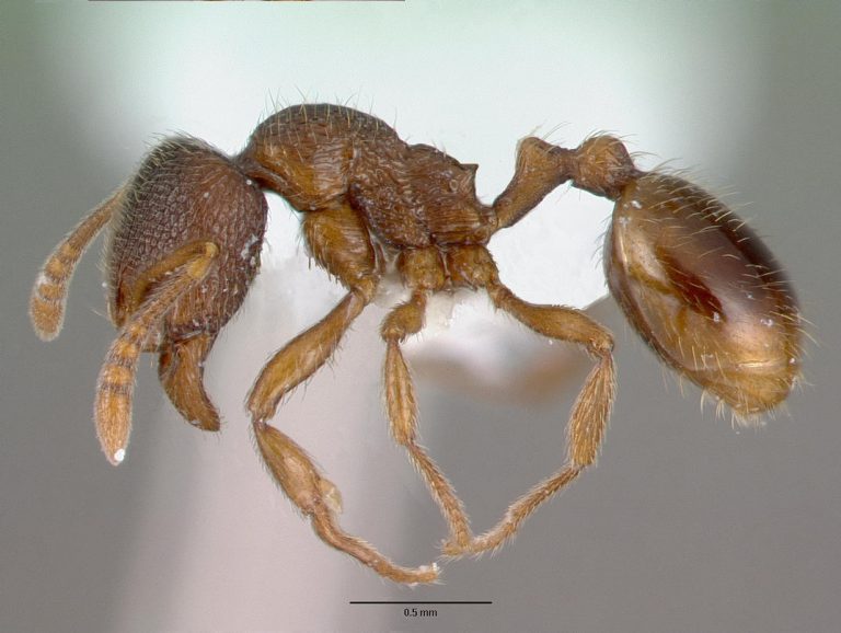Perfil da Stenamma debile, unha das especies de formiga achadas na provincia de Lugo | AntWeb.org