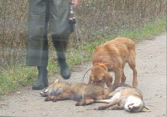 O campionato provincial de caza do raposo nunca debeu ser autorizado | LX
