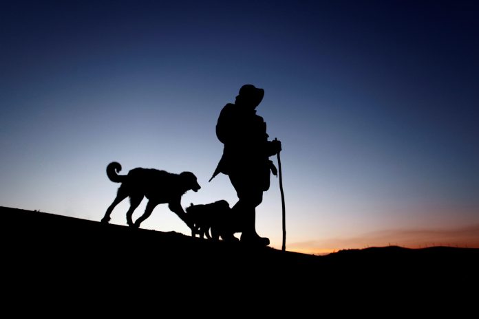 Esta é a vida de Daniel Vizoso, 90 anos camiñando 20 quilómetros con cabras e ovellas