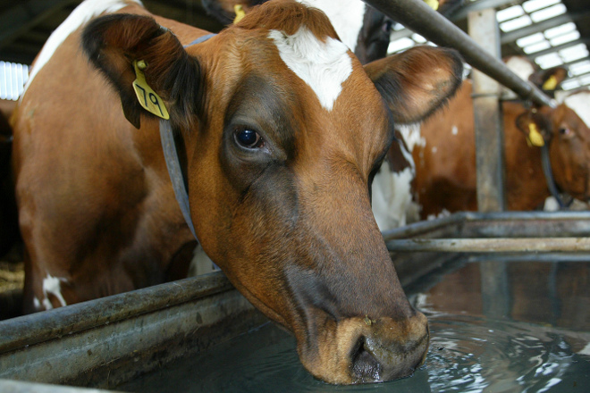 Gandeiros denuncian “ameazas” e “coaccións” para baixar aínda máis os prezos do leite