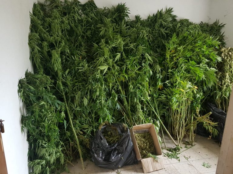 Un detido en Begonte por posesión de máis de 200 plantas de marihuana