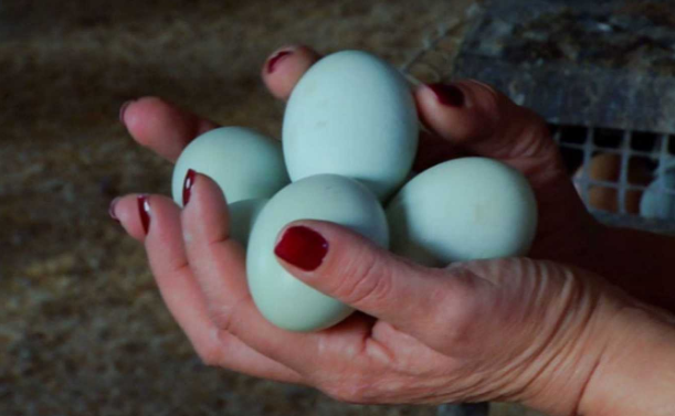 Rouban corenta pitas de ovos azuis na parroquia de Roupar (Xermade)