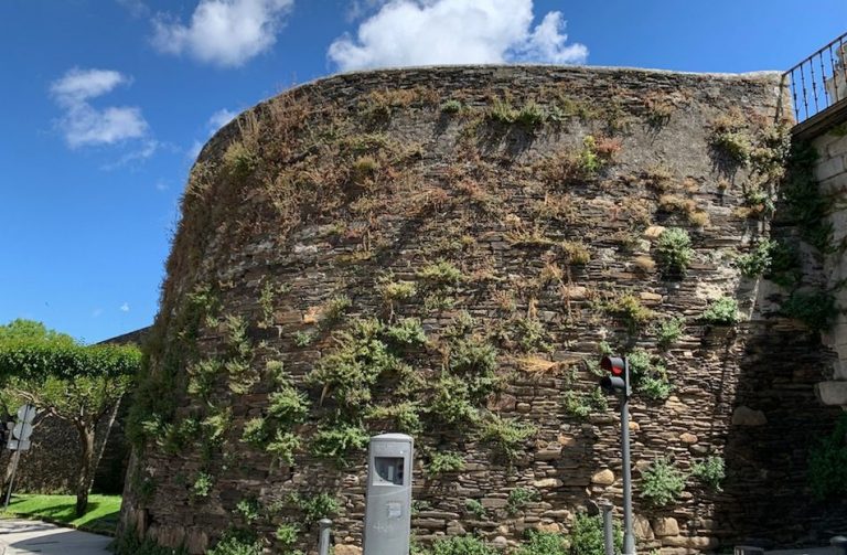 A herba e a maleza conquistan a Muralla Romana