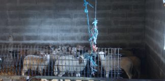 A Garda Civil desarticula puntos clandestinos de sacrifico de animais na provincia de Lugo.. GARDA CIVIL