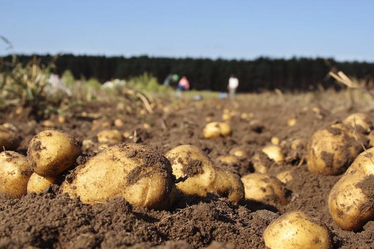 Levantada a prohibición de plantar pataca en seis concellos lucenses