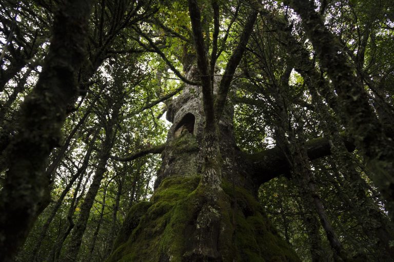 Un paseo virtual polo medio das árbores das Reservas de Biosfera de Lugo