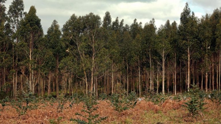 O sector forestal lucense consolídase como baluarte do piñeiro en Galicia