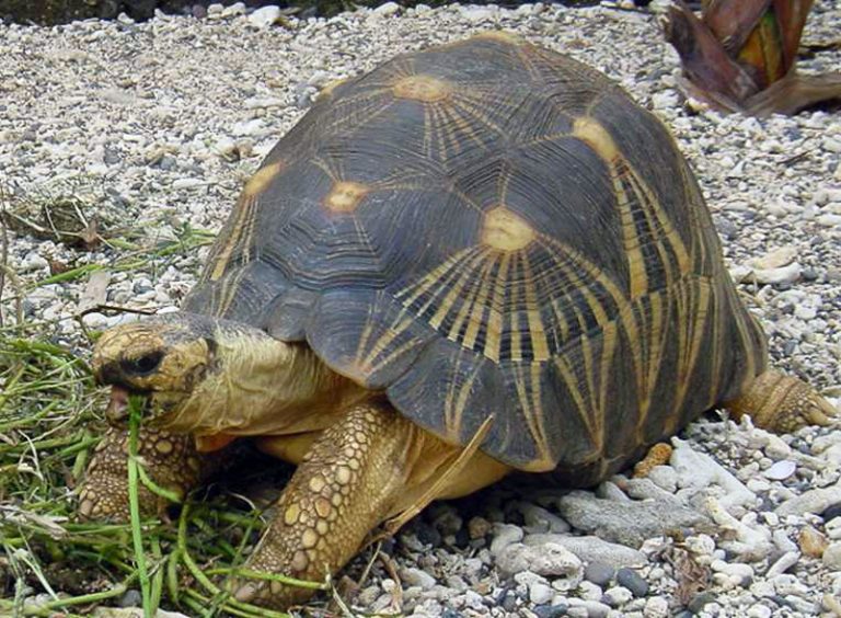 Atopan unha tartaruga abandonada en Lugo