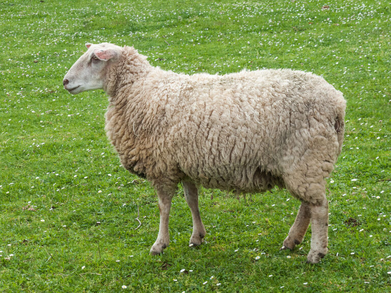 Investigan a tres veciños de Baleira por roubar ovellas en Meira
