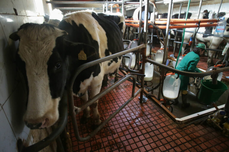 Confirmada a condena a un gandeiro de Lugo por inocular unha bacteria ás súas vacas para cobrar a indemnización