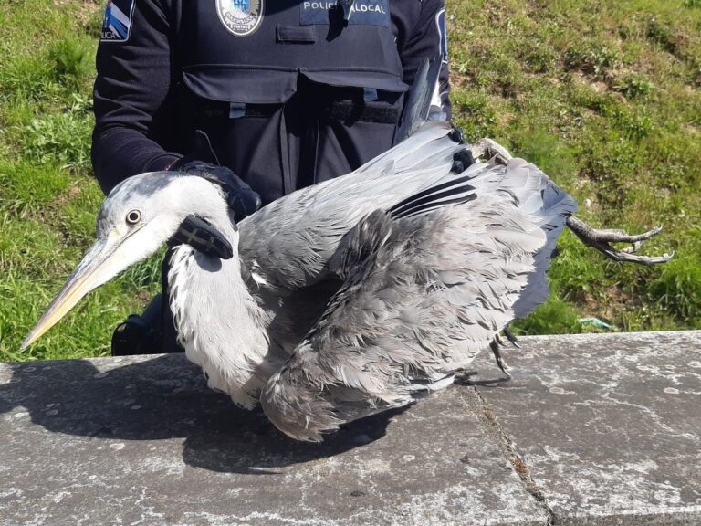 Identifican en Lugo a dous mozos por subirse a vehículos estacionados e causar danos