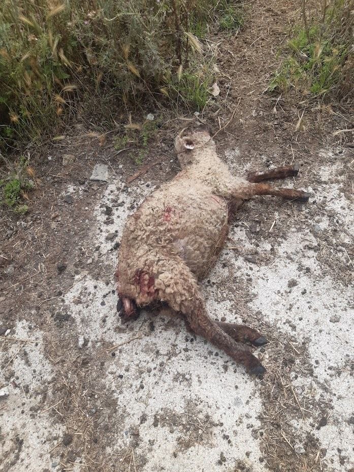 Un can ataca a un rabaño de ovellas en Lugo, causando a morte dun cordeiro