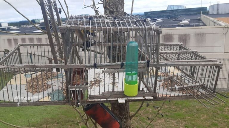 Interceptan en Lugo a un cazador furtivo de paxaros que utilizaba gaiolas trampa en árbores