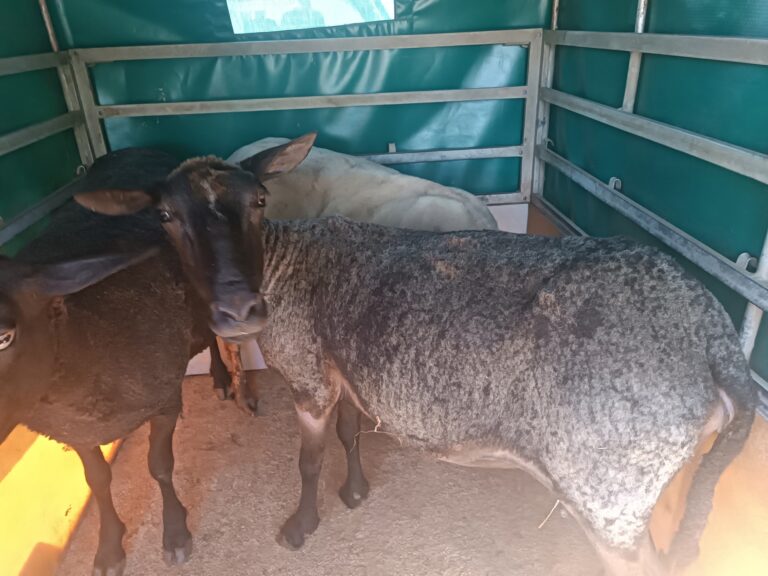 Desarticulan un grupo criminal que roubaba gando en toda a provincia de Lugo