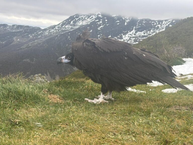 Un voitre negro rescatado en San Froilán volve voar libre nos Ancares