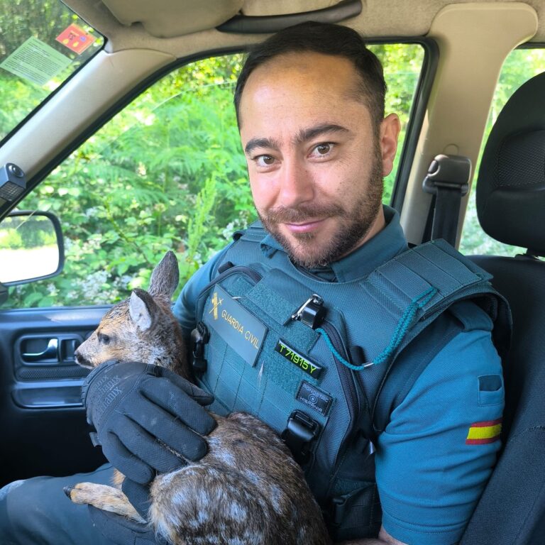 Rescatan a un pequeno corzo desorientado que se refuxiara no garaxe dunha casa en Becerreá