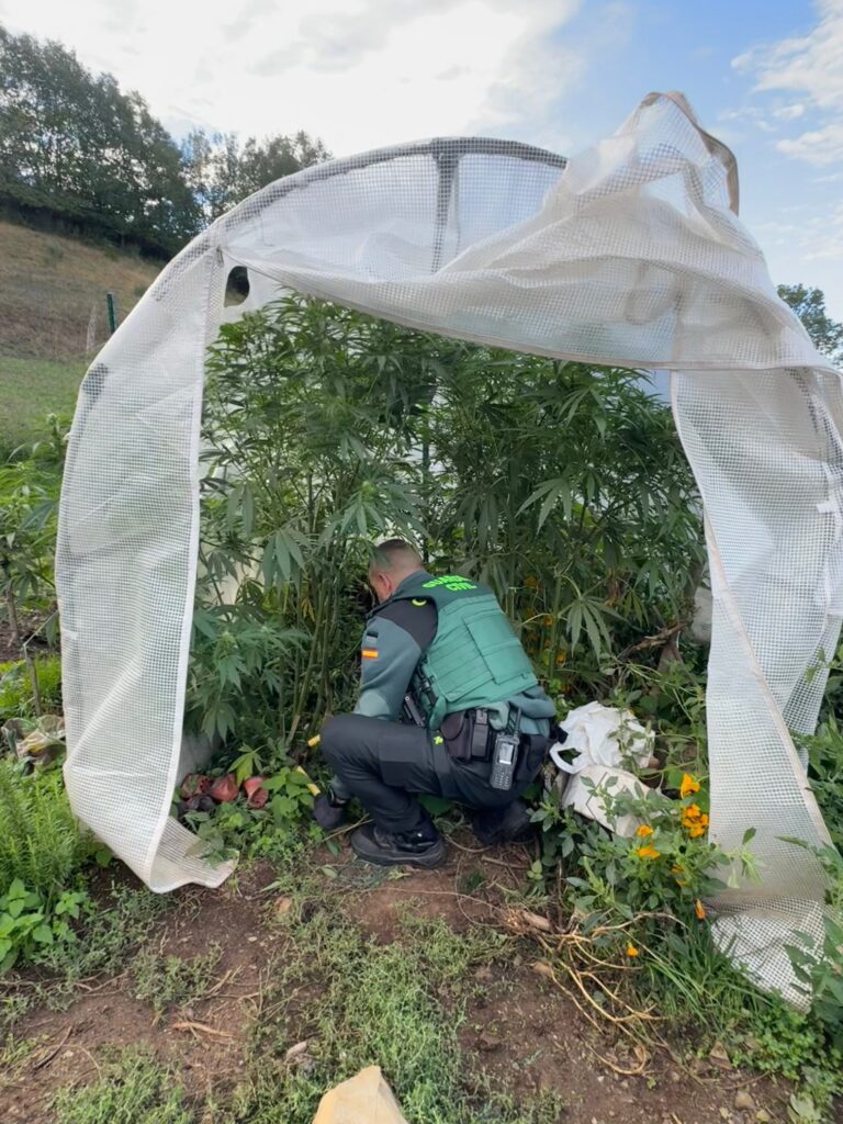 Investigado un veciño das Nogais por unha plantación de cannabis